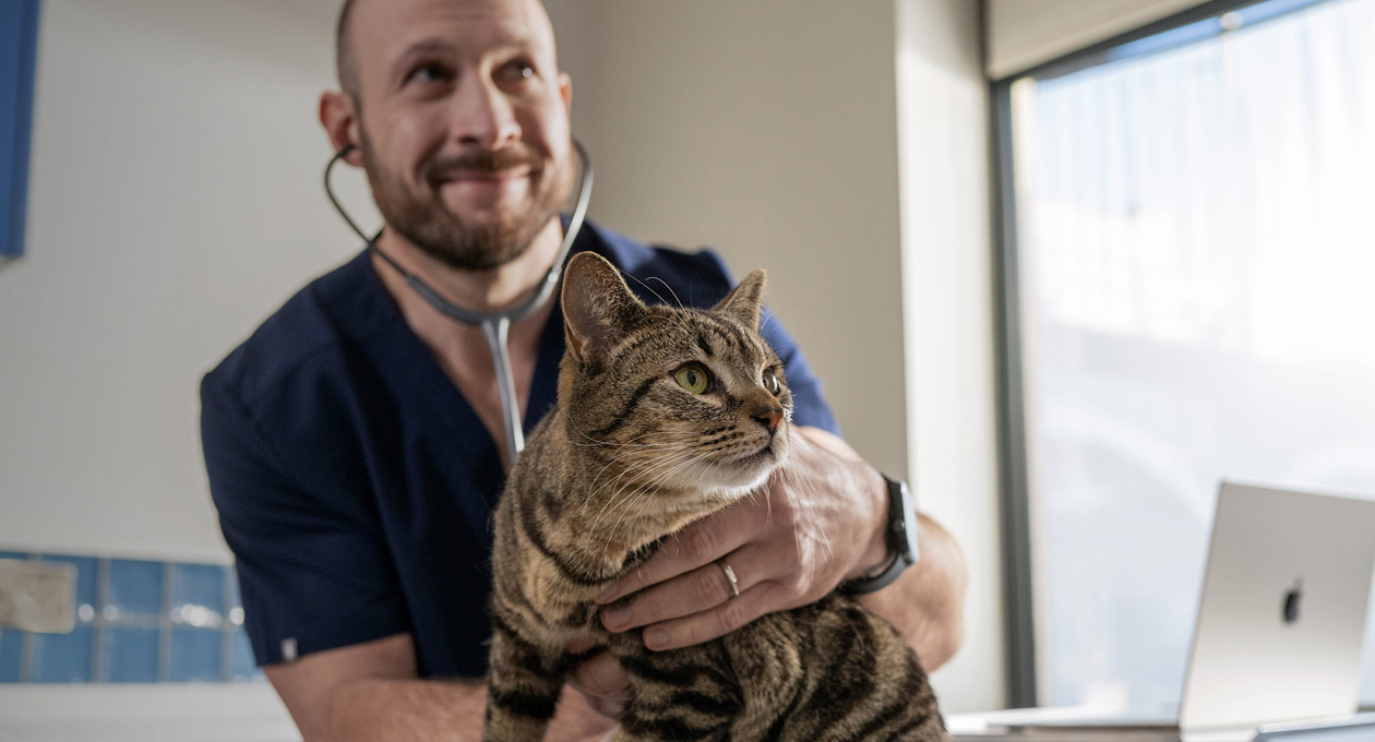 En veterinær undersøker en katt.